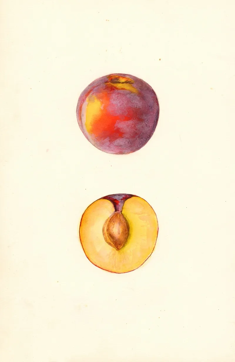 Prunus Domestica Farmosa Wall Art by Mary Daisy Arnold - High-Resolution Digital Print