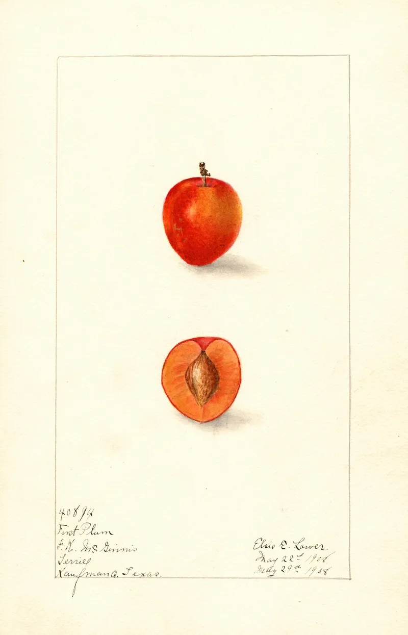 Prunus Domestica First Wall Art by Elsie E. Lower - High-Resolution Digital Print