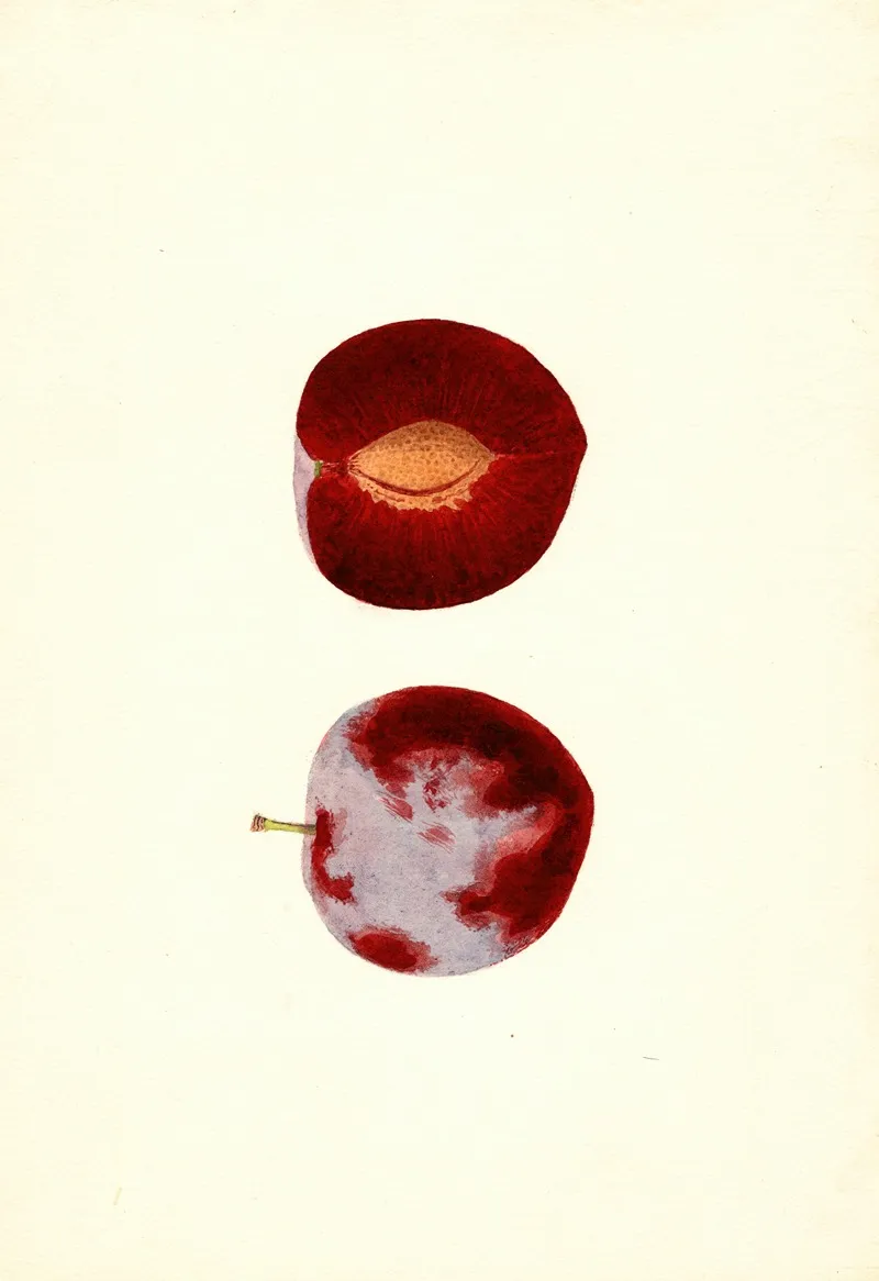 Prunus Domestica Flaming Delicious Wall Art by James Marion Shull - High-Resolution Digital Print