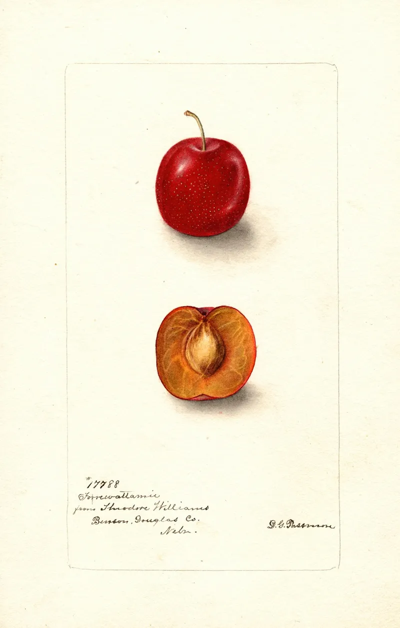 Prunus Domestica Forewattamie Wall Art by Deborah Griscom Passmore - High-Resolution Digital Print