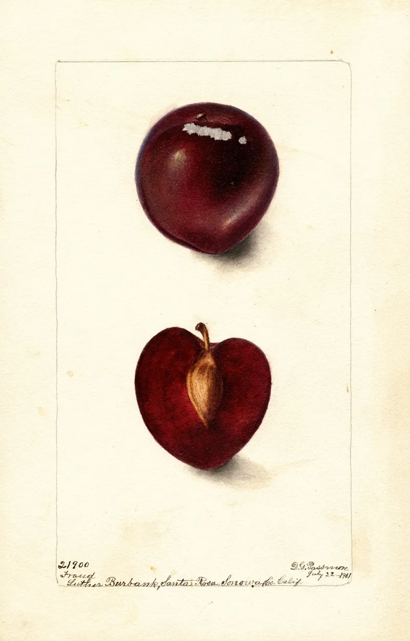 Prunus Domestica Fraud Wall Art by Deborah Griscom Passmore - High-Resolution Digital Print
