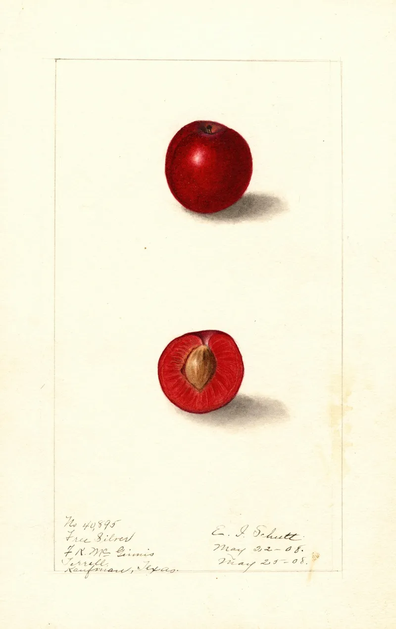 Prunus Domestica Free Silver Wall Art by Ellen Isham Schutt - High-Resolution Digital Print