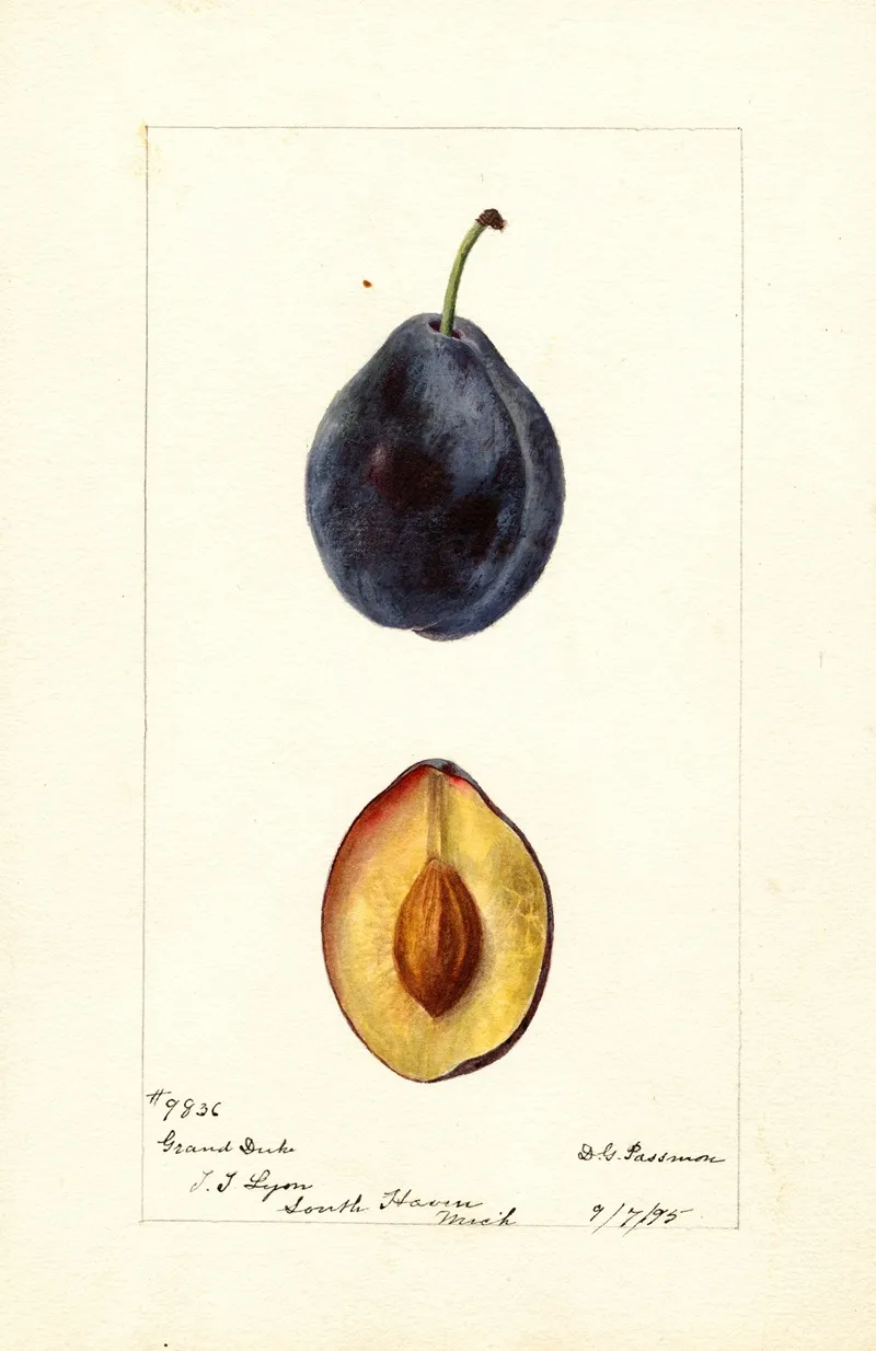 Prunus Domestica Grand Duke Wall Art by Deborah Griscom Passmore - High-Resolution Digital Print