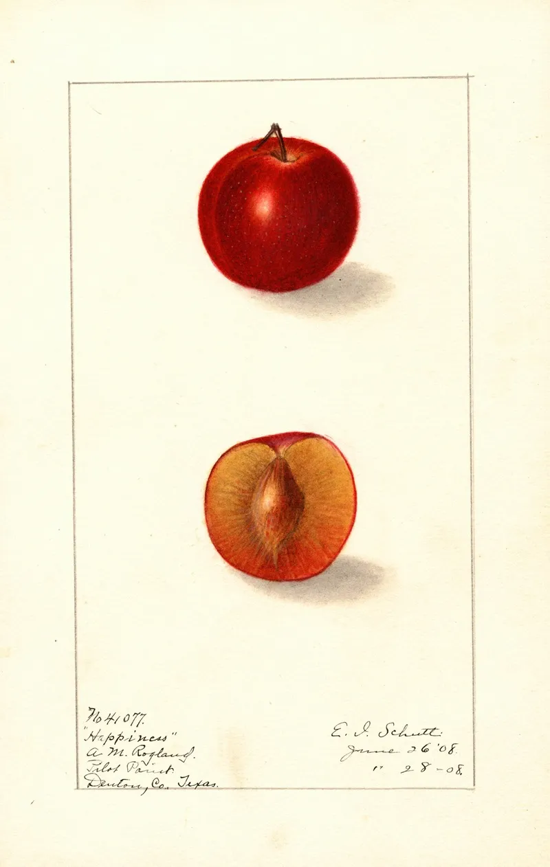 Prunus Domestica Happiness Wall Art by Ellen Isham Schutt - High-Resolution Digital Print