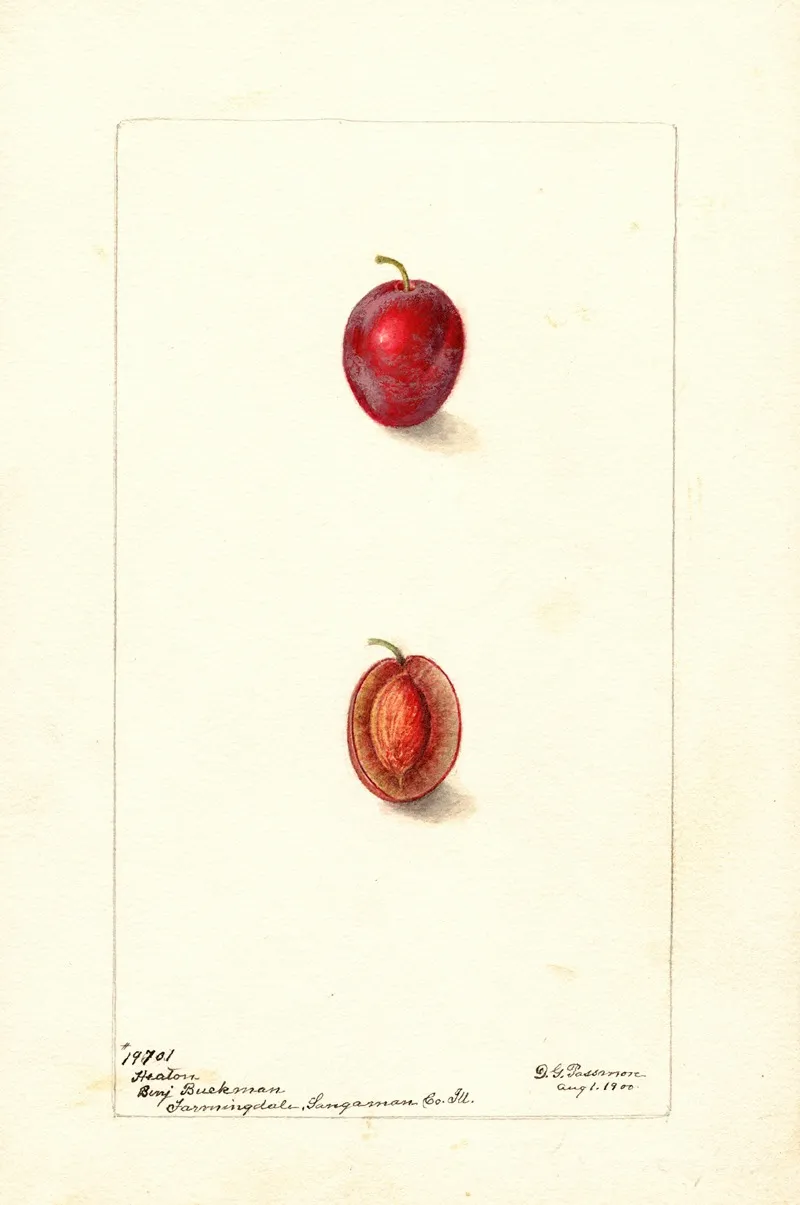 Prunus Domestica Heaton Wall Art by Deborah Griscom Passmore - High-Resolution Digital Print