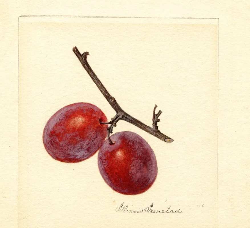 Prunus Domestica Illinois Ironclad