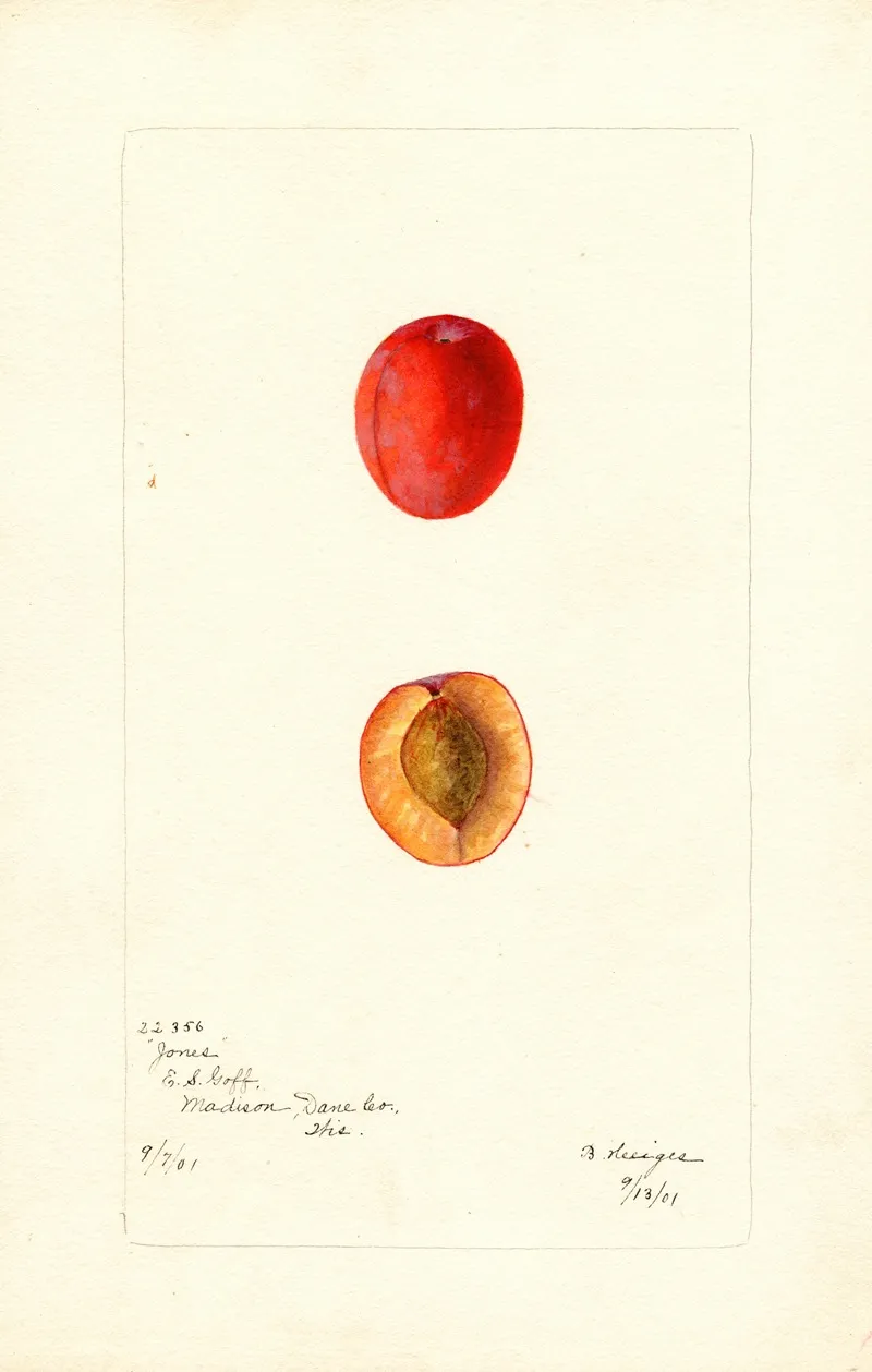 Prunus Domestica Jones Wall Art by Bertha Heiges - High-Resolution Digital Print