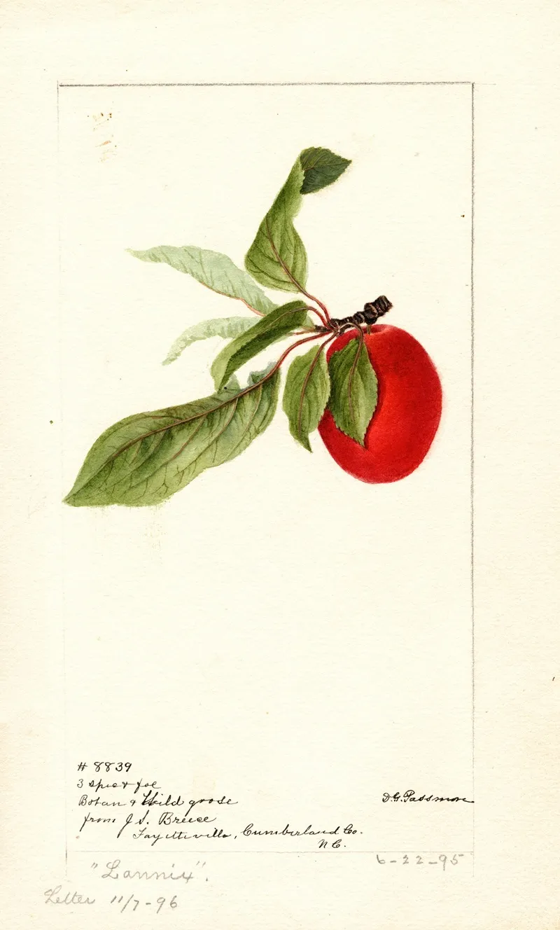 Prunus Domestica Lannix Wall Art by Deborah Griscom Passmore - High-Resolution Digital Print