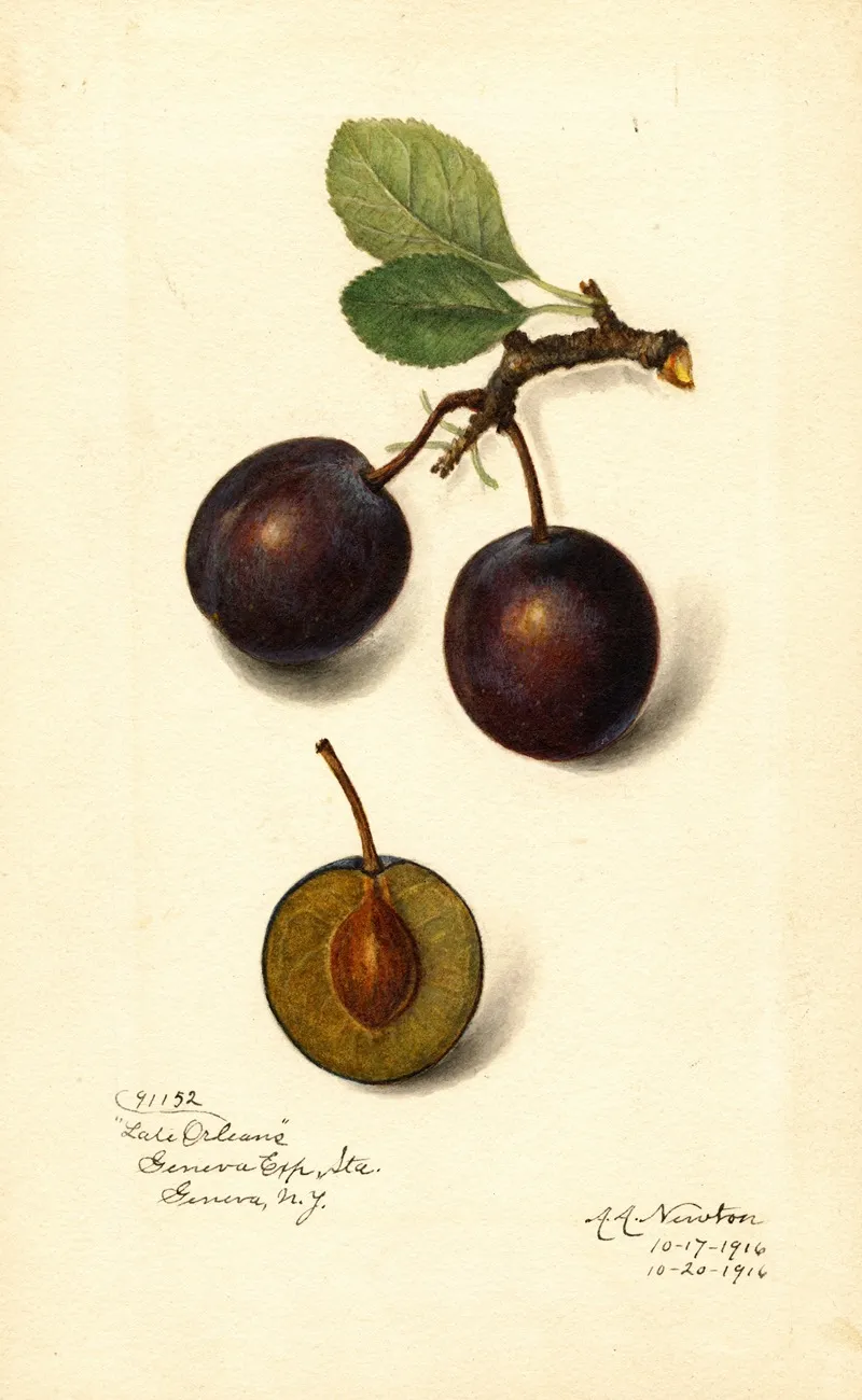 Prunus Domestica Late Orleans Wall Art by Amanda Almira Newton - High-Resolution Digital Print
