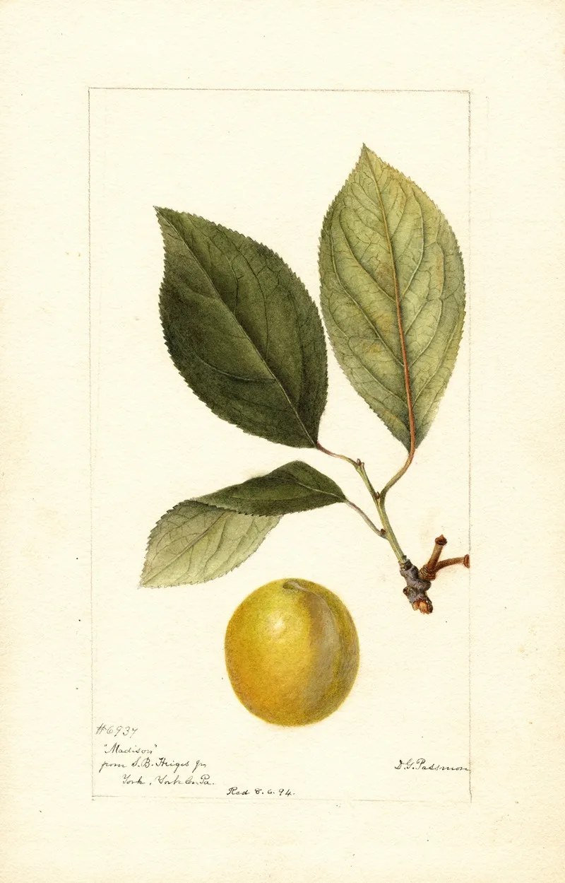 Prunus Domestica Madison Wall Art by Deborah Griscom Passmore - High-Resolution Digital Print