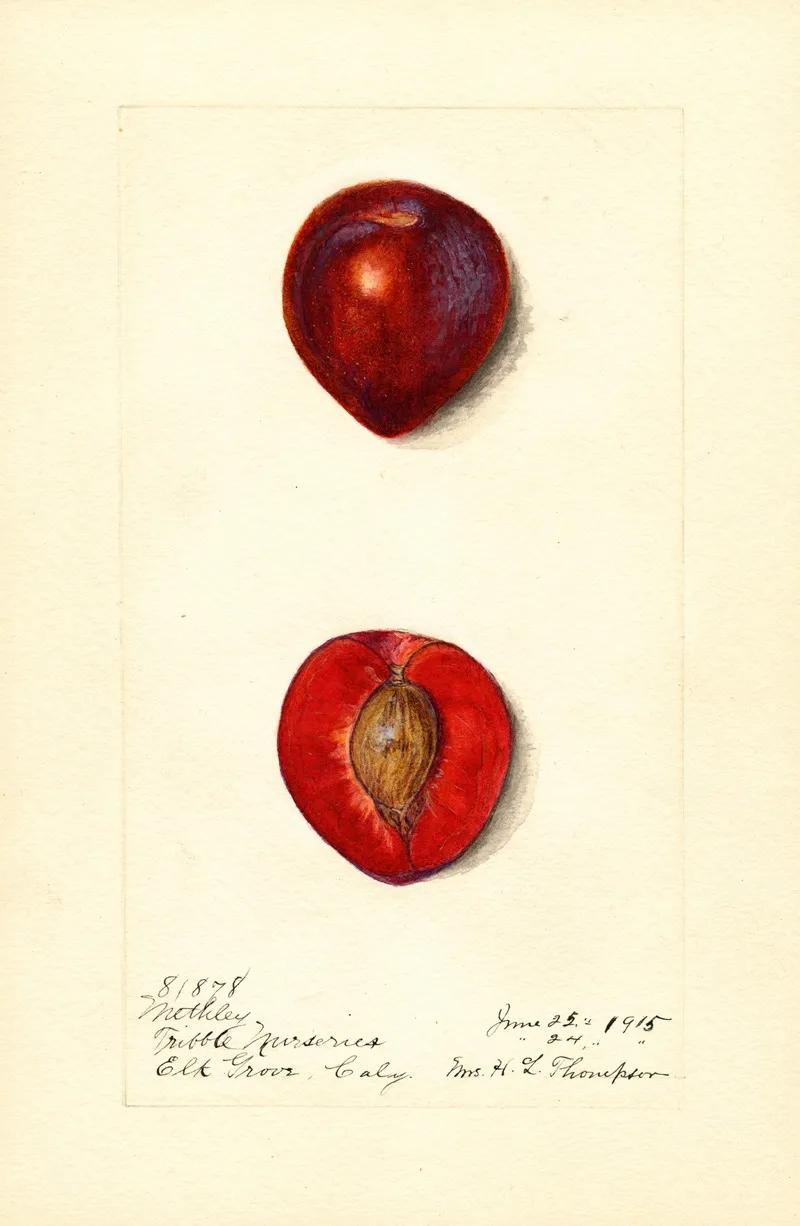Prunus Domestica Methley Wall Art by Harriet L. Thompson - High-Resolution Digital Print
