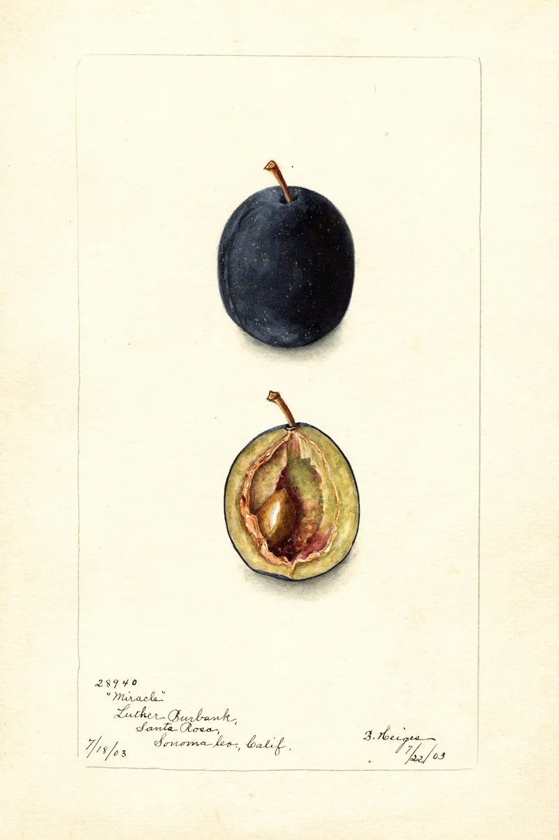 Prunus Domestica Miracle Wall Art by Bertha Heiges - High-Resolution Digital Print