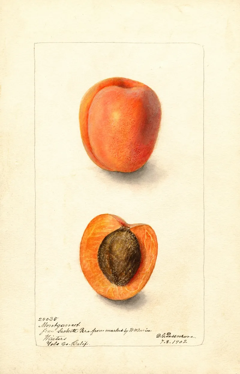 Prunus Domestica Montgamet Wall Art by Deborah Griscom Passmore - High-Resolution Digital Print