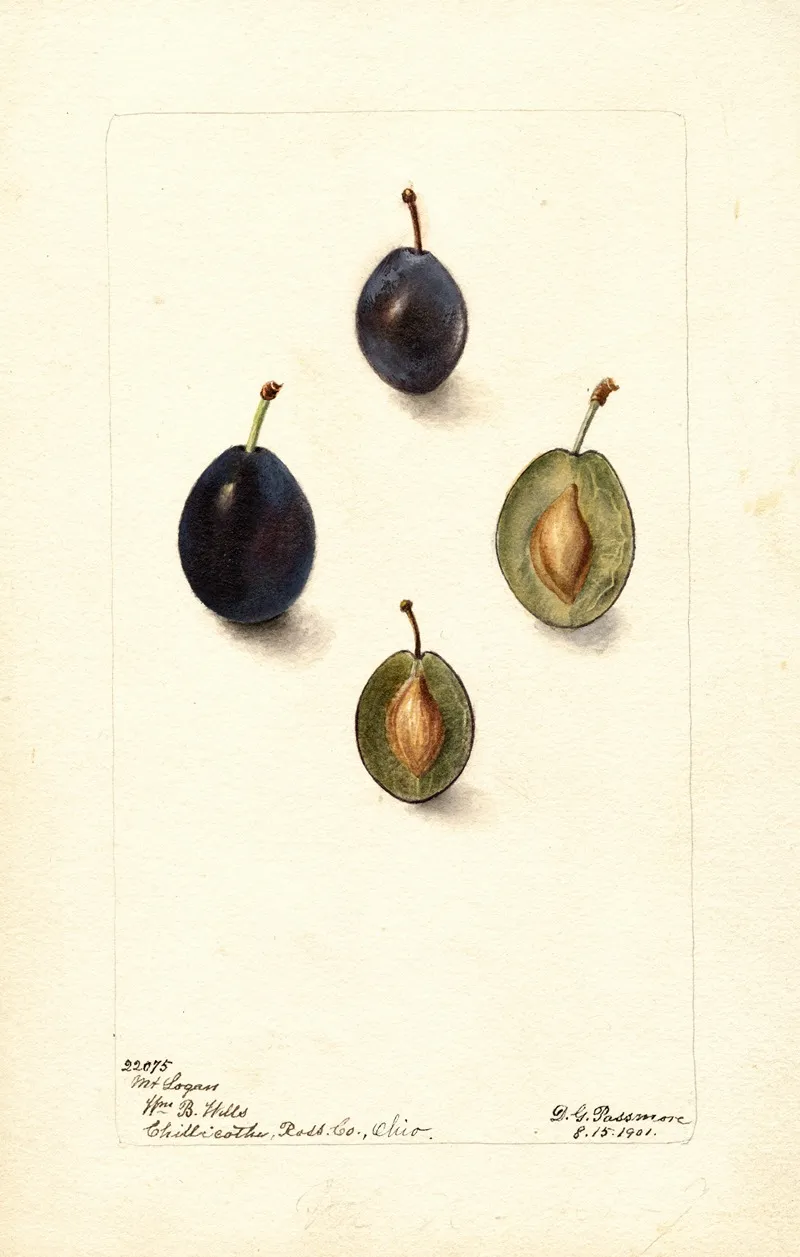 Prunus Domestica Mt Wall Art by Deborah Griscom Passmore - High-Resolution Digital Print