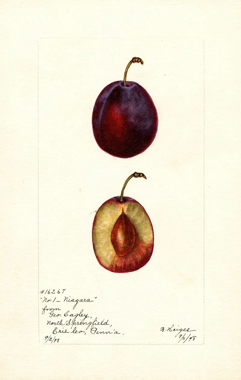 Prunus Domestica Niagara Wall Art by Bertha Heiges - High-Resolution Digital Print