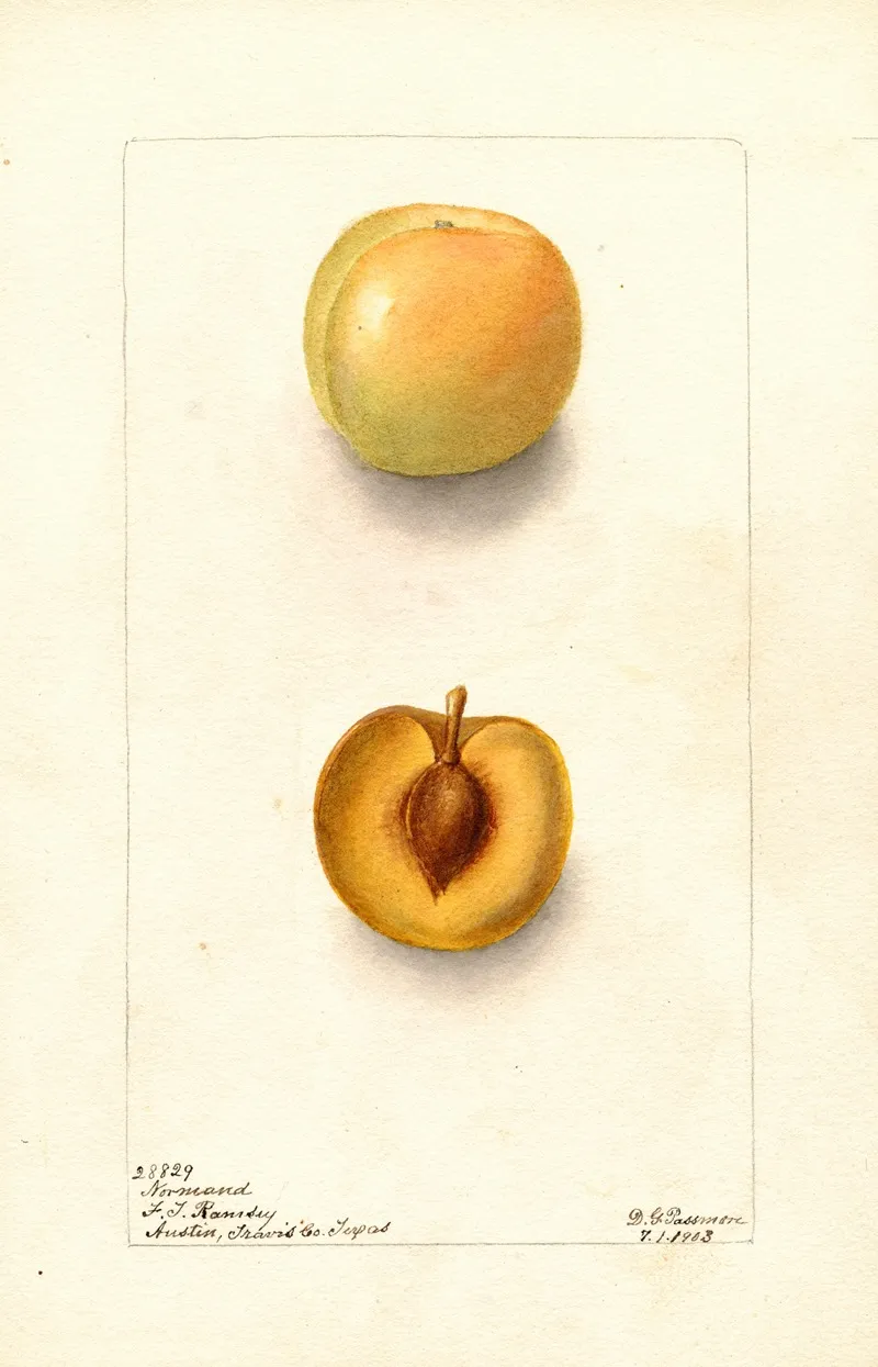 Prunus Domestica Normand Wall Art by Deborah Griscom Passmore - High-Resolution Digital Print