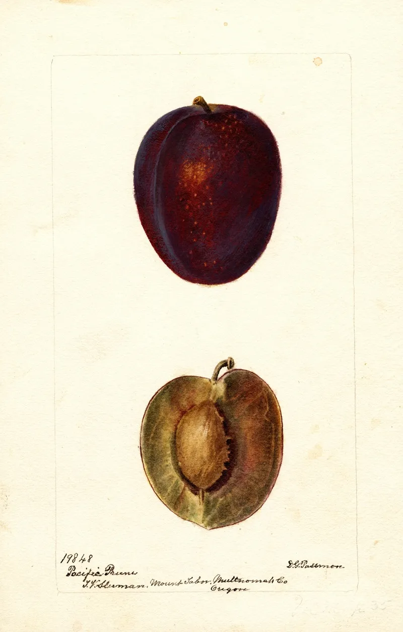 Prunus Domestica Pacific Prune Wall Art by Deborah Griscom Passmore - High-Resolution Digital Print