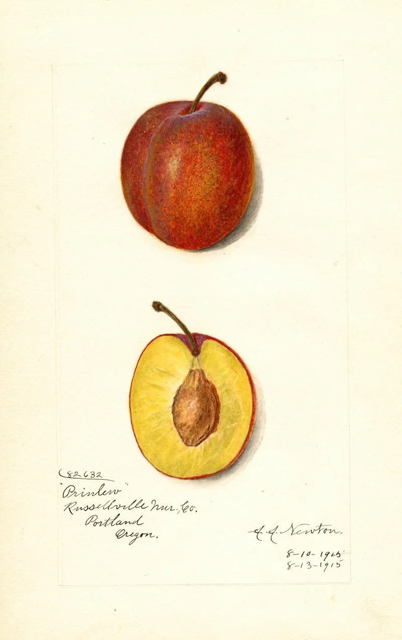 Prunus Domestica Prinlew Wall Art by Amanda Almira Newton - High-Resolution Digital Print