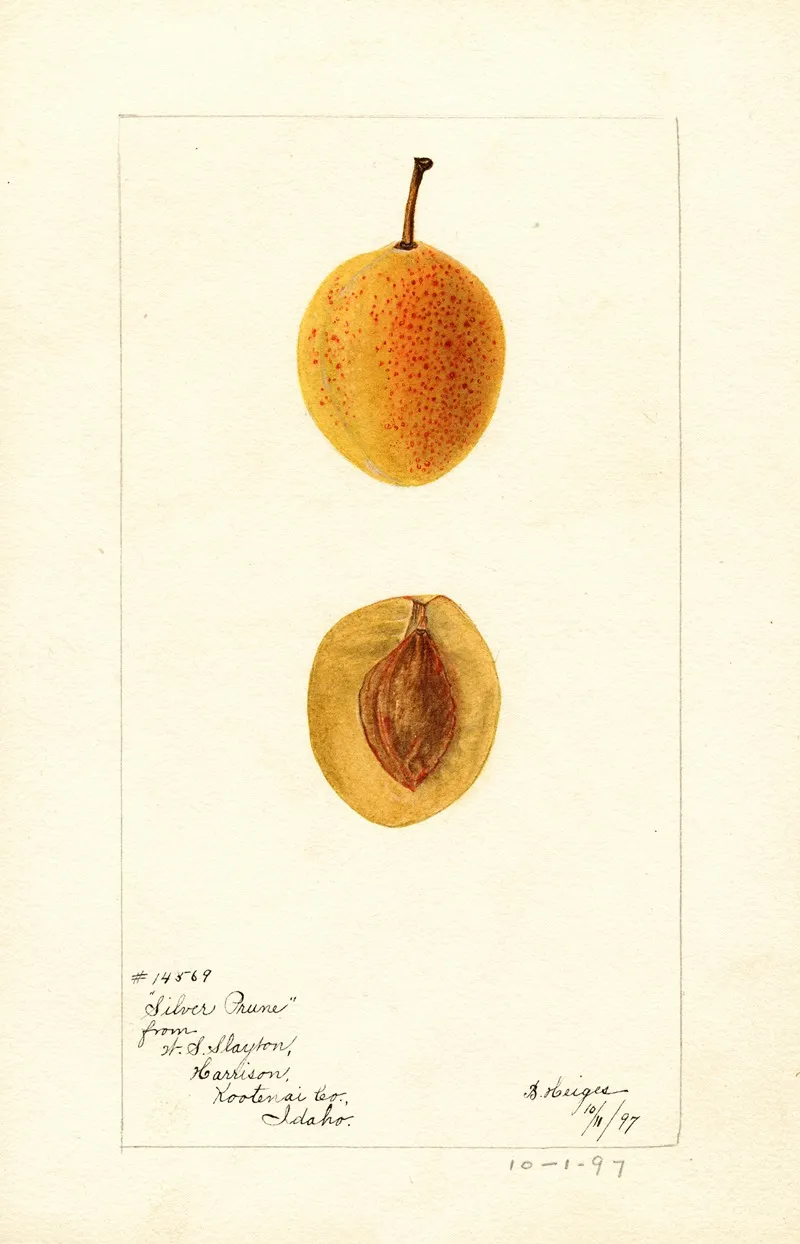 Prunus Domestica Silver Prune Wall Art by Bertha Heiges - High-Resolution Digital Print