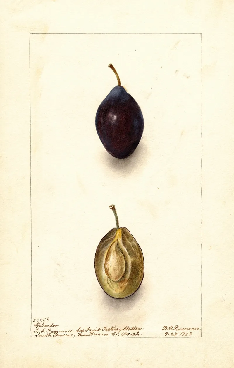 Prunus Domestica Splendor 2 Wall Art by Deborah Griscom Passmore - High-Resolution Digital Print
