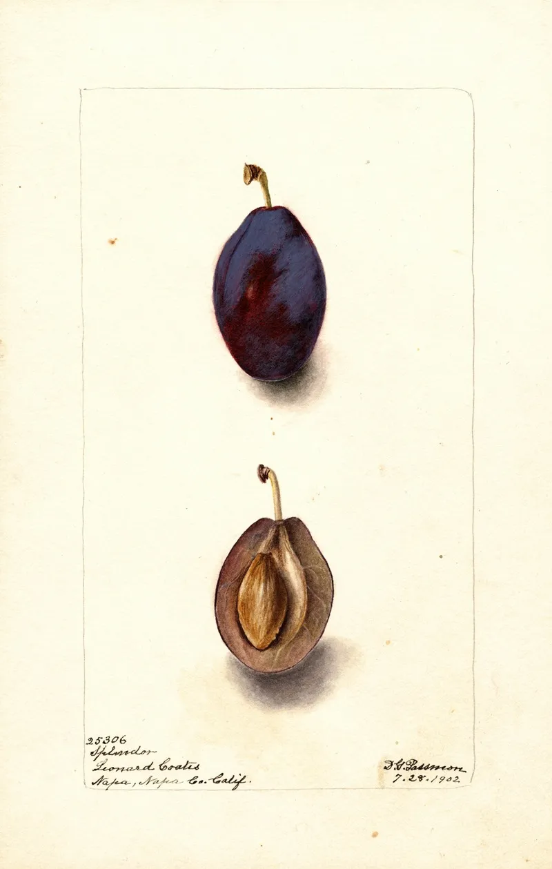 Prunus Domestica Splendor Wall Art by Deborah Griscom Passmore - High-Resolution Digital Print