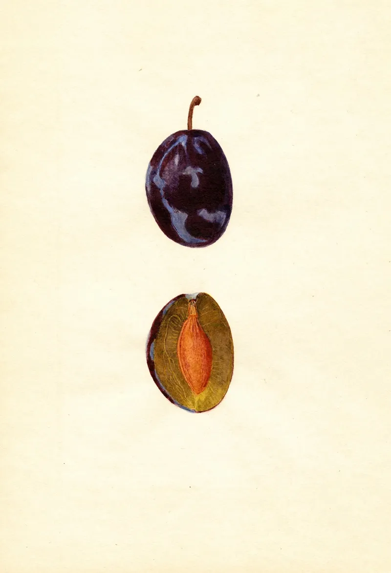 Prunus Domestica Stanley 2