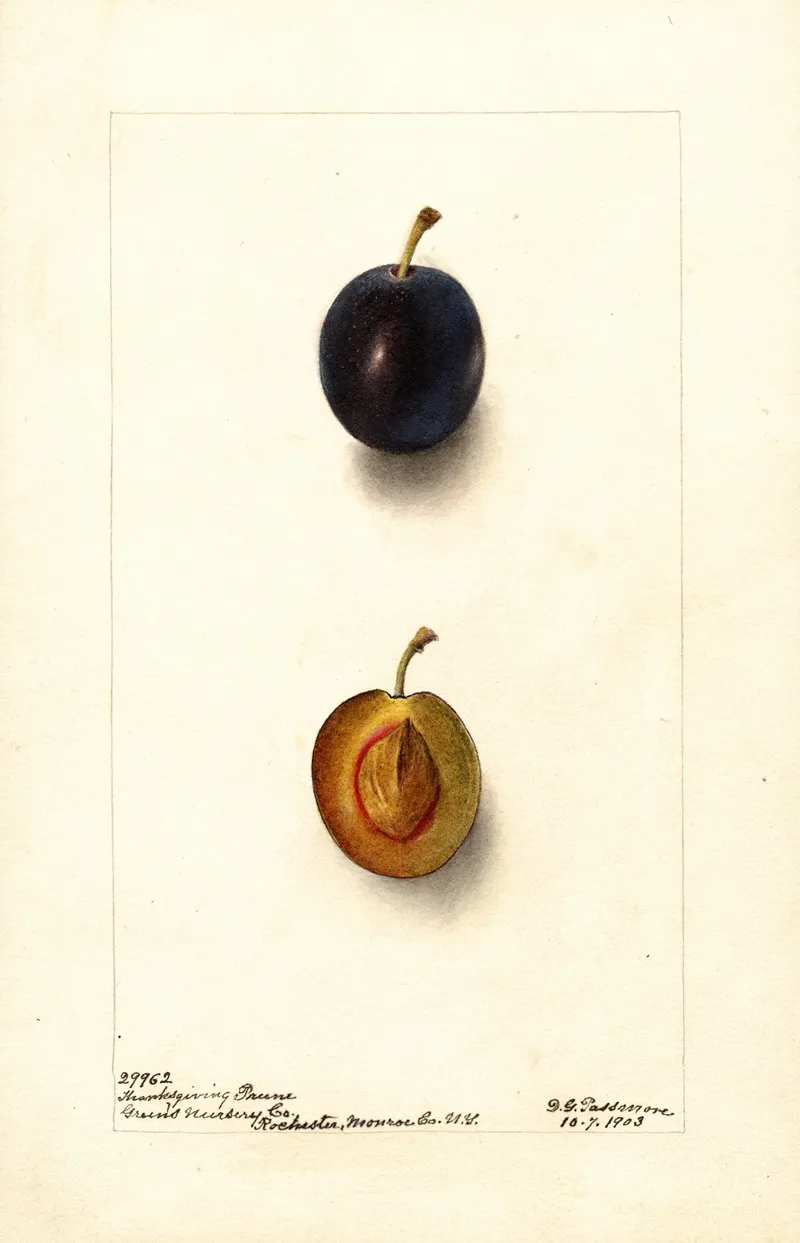 Prunus Domestica Thanksgiving Prune Wall Art by Deborah Griscom Passmore - High-Resolution Digital Print