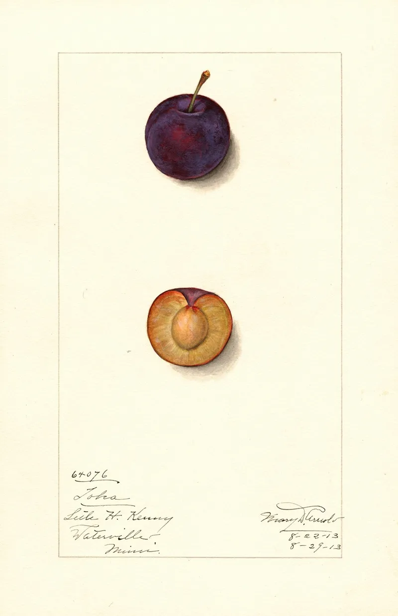 Prunus Domestica Toka Wall Art by Mary Daisy Arnold - High-Resolution Digital Print