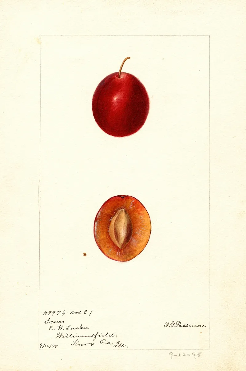 Prunus Domestica Truro Wall Art by Deborah Griscom Passmore - High-Resolution Digital Print
