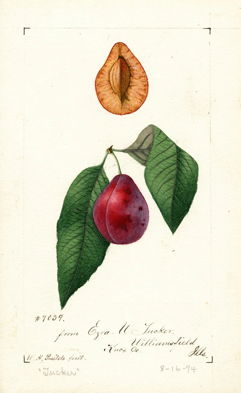 Prunus Domestica Tucker Wall Art by William Henry Prestele - High-Resolution Digital Print
