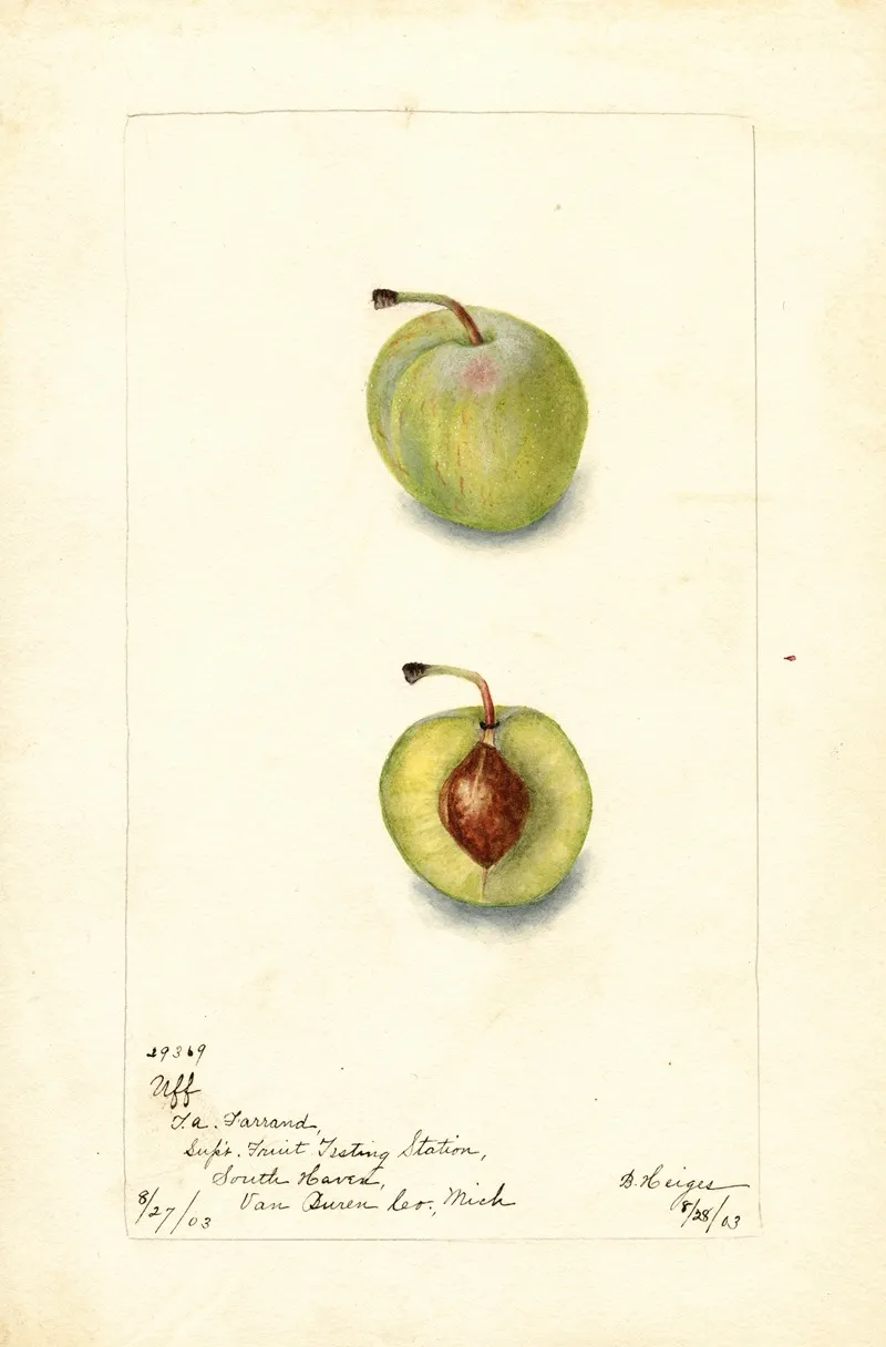 Prunus Domestica Uff Wall Art by Bertha Heiges - High-Resolution Digital Print