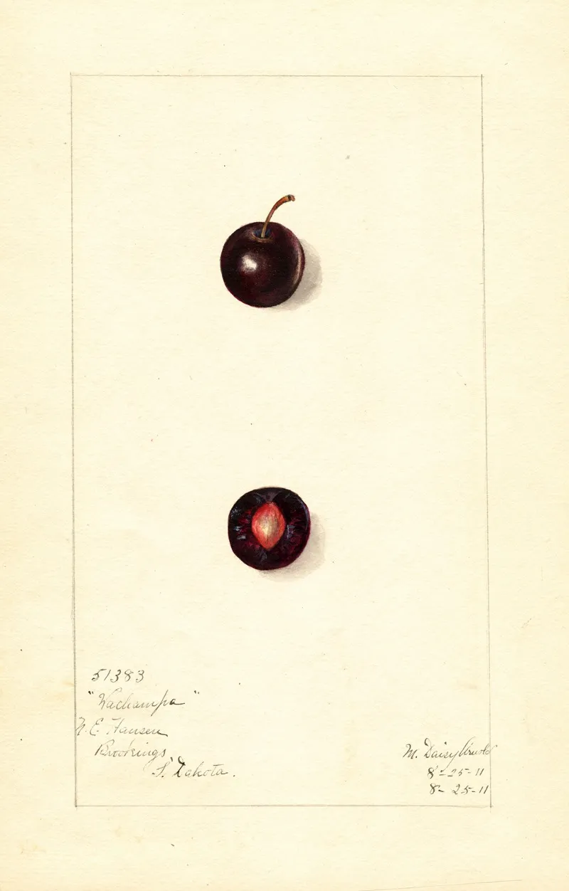 Prunus Domestica Wachampa Wall Art by Mary Daisy Arnold - High-Resolution Digital Print