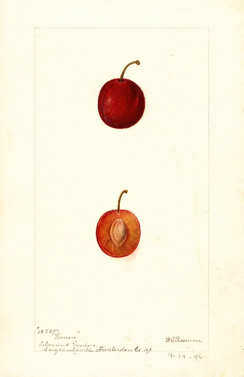 Prunus Domestica Warren Wall Art by Deborah Griscom Passmore - High-Resolution Digital Print