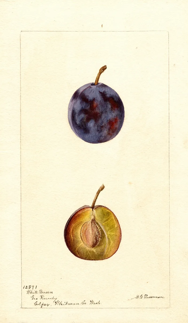 Prunus Domestica White Queen Wall Art by Deborah Griscom Passmore - High-Resolution Digital Print