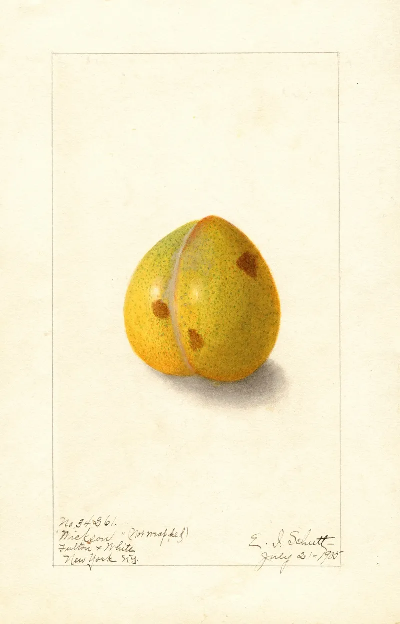 Prunus Domestica Wickson Wall Art by Ellen Isham Schutt - High-Resolution Digital Print