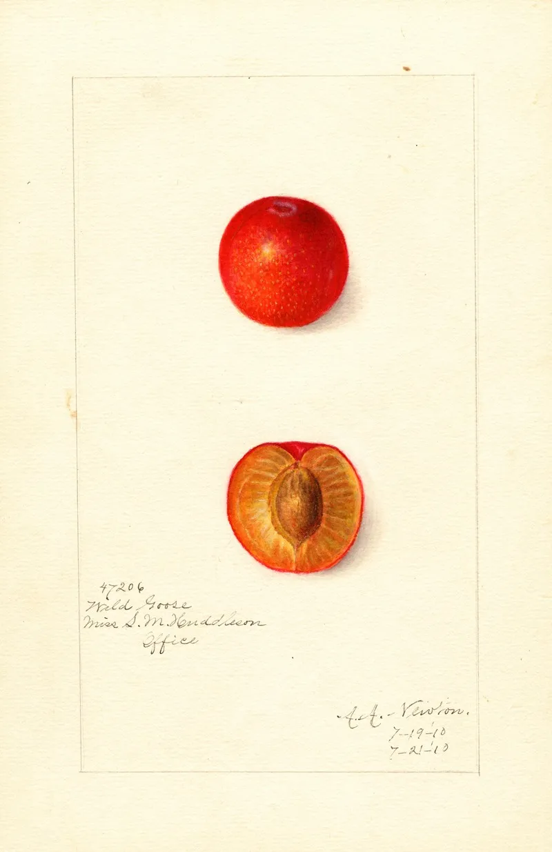 Prunus Domestica Wild Goose Wall Art by Amanda Almira Newton - High-Resolution Digital Print