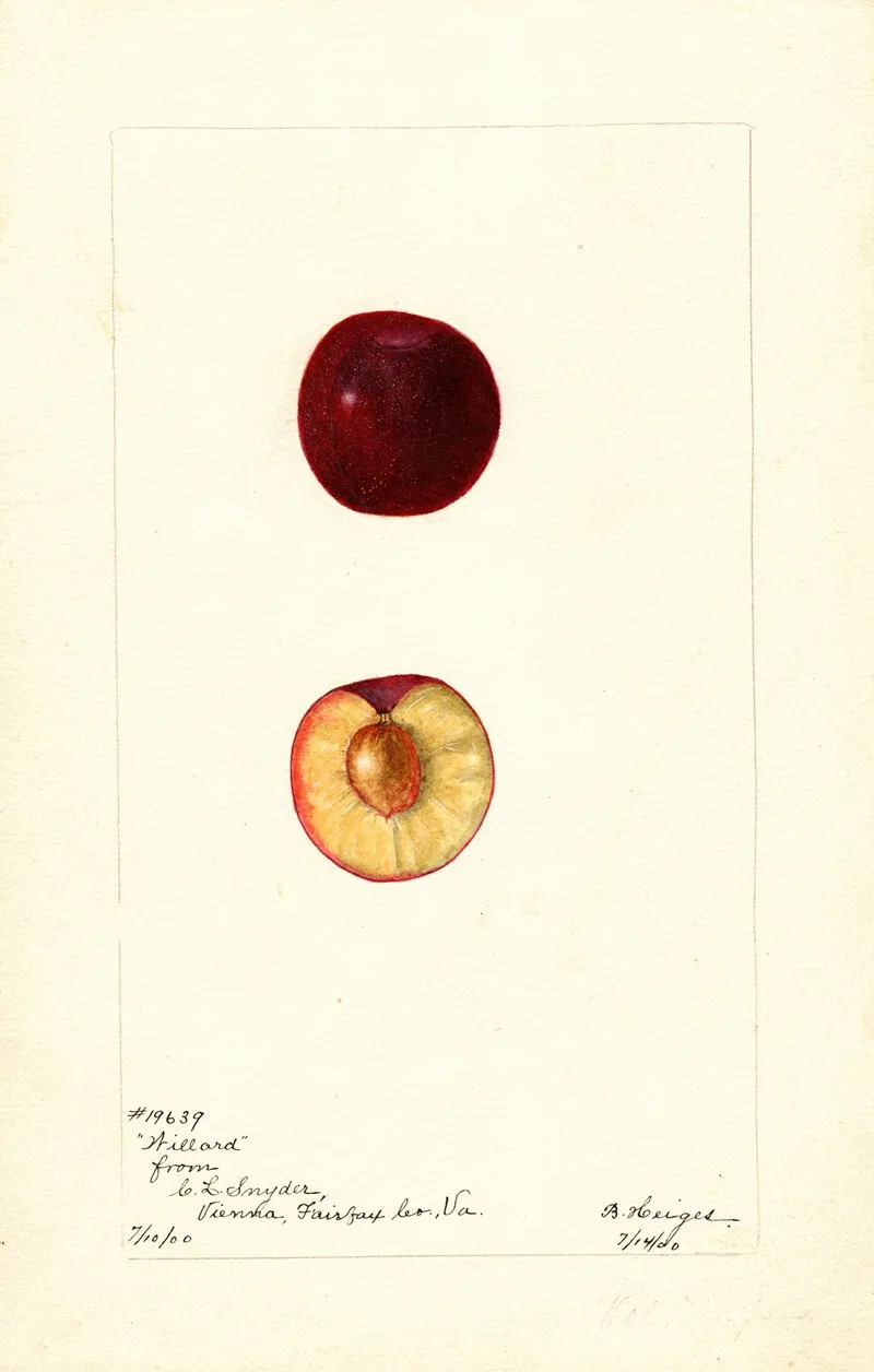 Prunus Domestica Willard Wall Art by Bertha Heiges - High-Resolution Digital Print