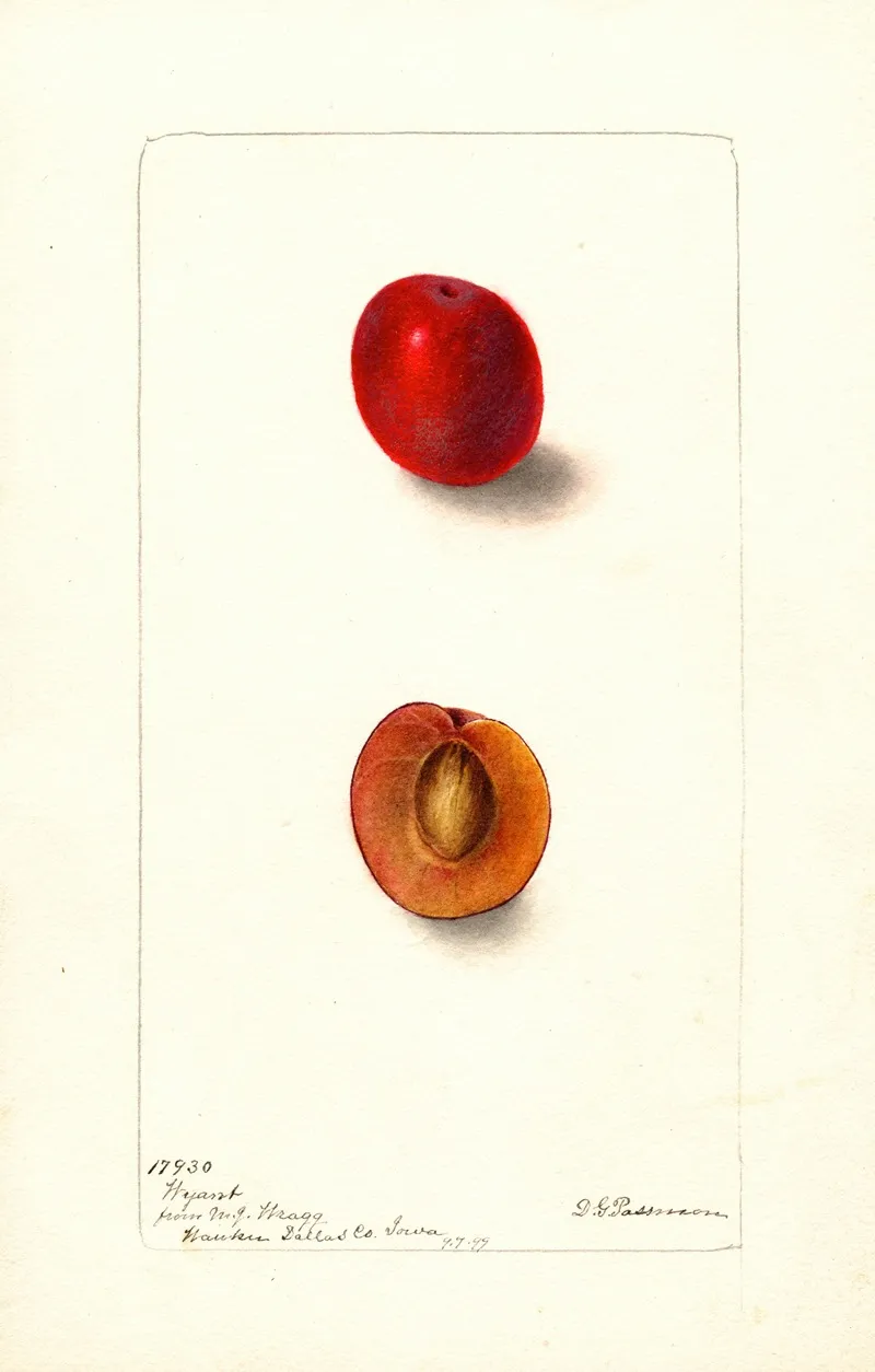 Prunus Domestica Wyant Wall Art by Deborah Griscom Passmore - High-Resolution Digital Print