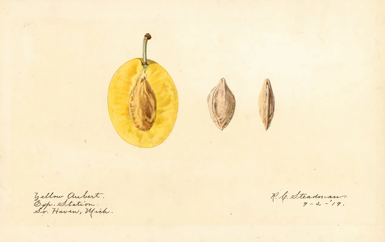 Prunus Domestica Yellow Aubert Wall Art by Royal Charles Steadman - High-Resolution Digital Print