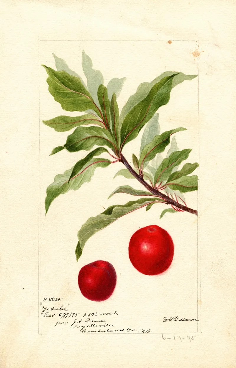 Prunus Domestica Yosobe Wall Art by Deborah Griscom Passmore - High-Resolution Digital Print