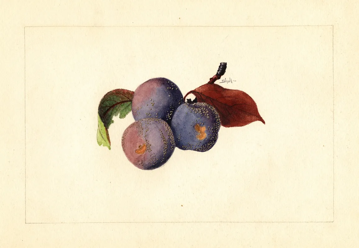 Prunus Domestica Wall Art by James Marion Shull - High-Resolution Digital Print