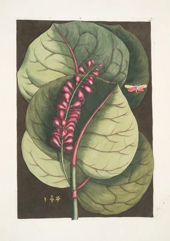 Prunus Maritima Racemosa The Mangrove Grape Tree Phalaena Caroliniana C Wall Art by Mark Catesby - High-Resolution Digital Print