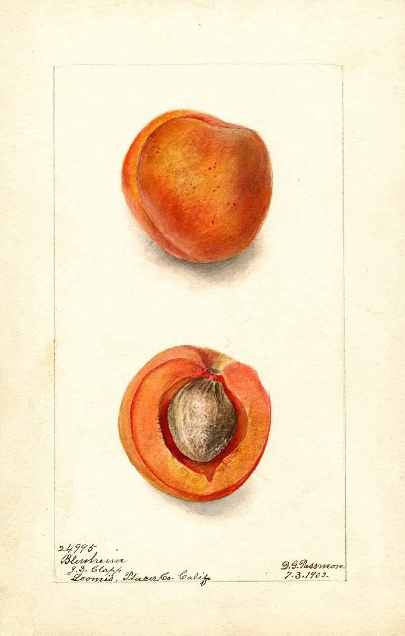 Prunus Mume Blenheim Wall Art by Deborah Griscom Passmore - High-Resolution Digital Print