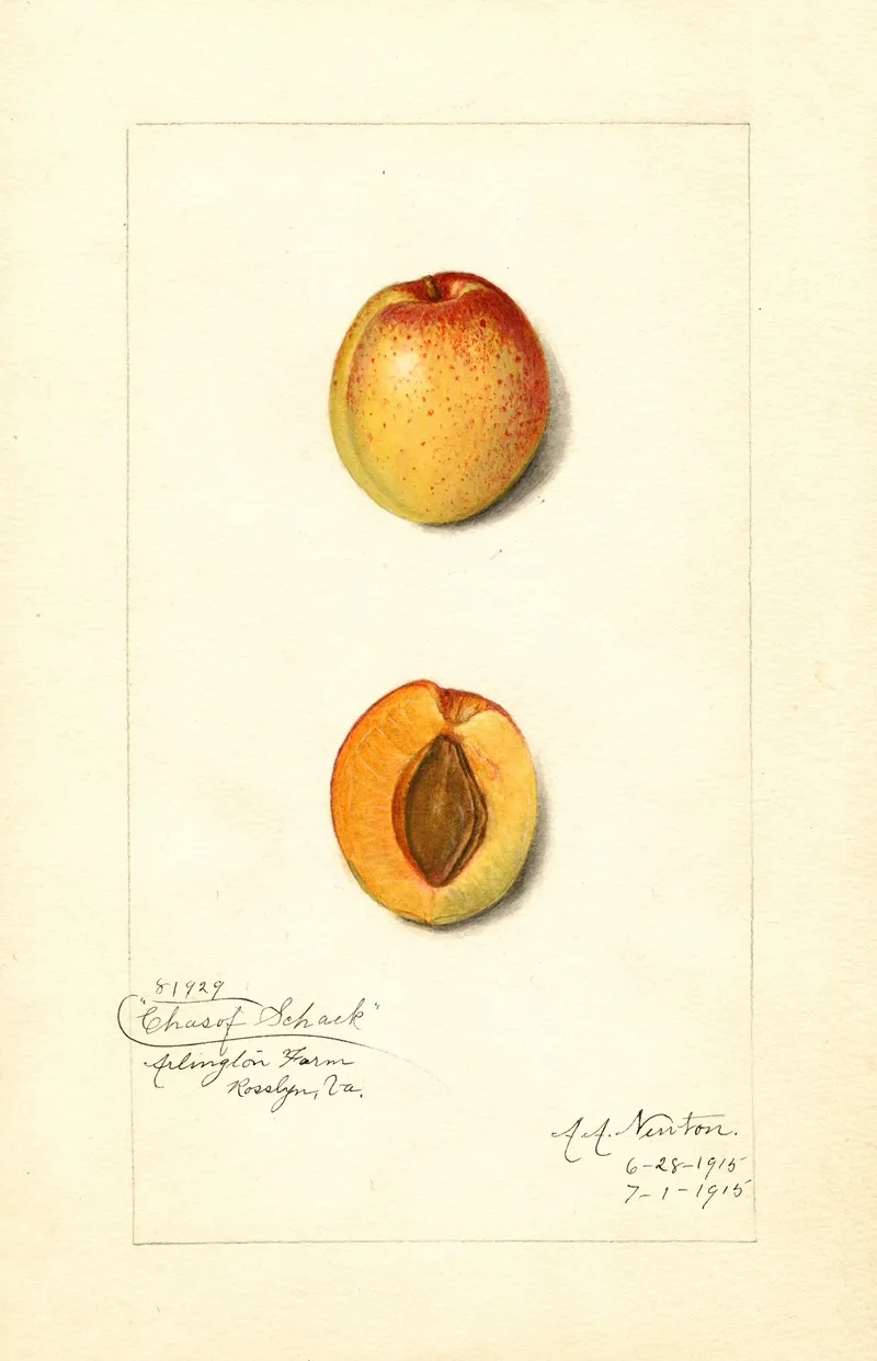 Prunus Mume Chas Wall Art by Amanda Almira Newton - High-Resolution Digital Print