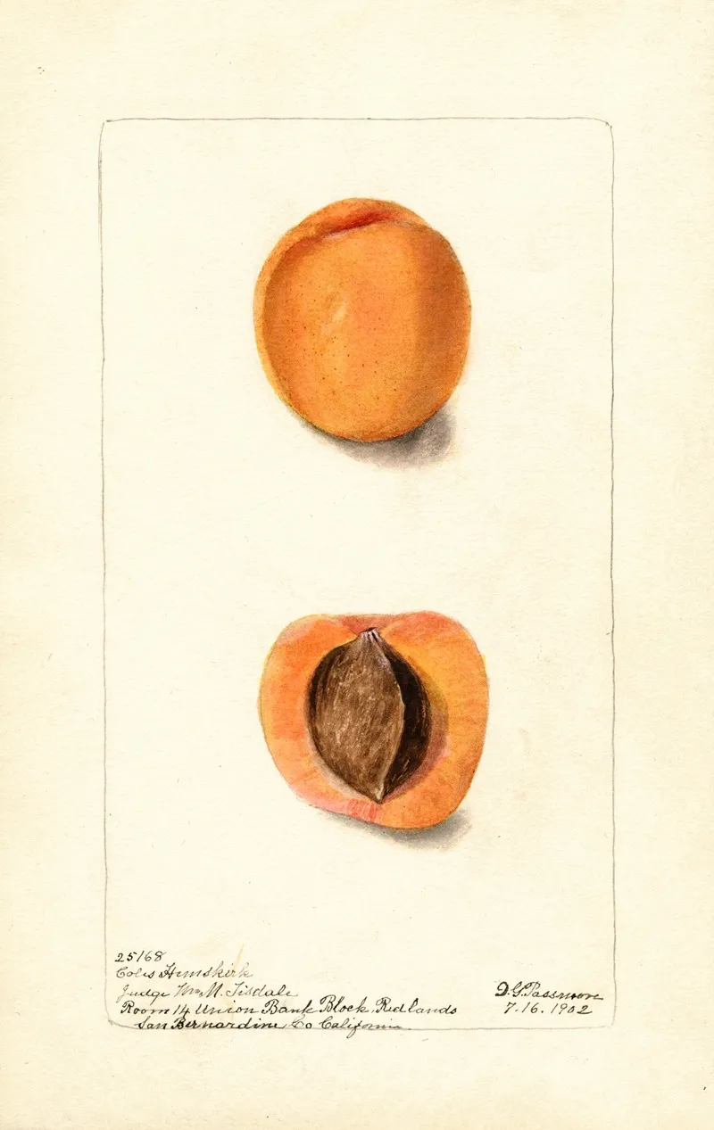 Prunus Mume Coles Hemskirk Wall Art by Deborah Griscom Passmore - High-Resolution Digital Print