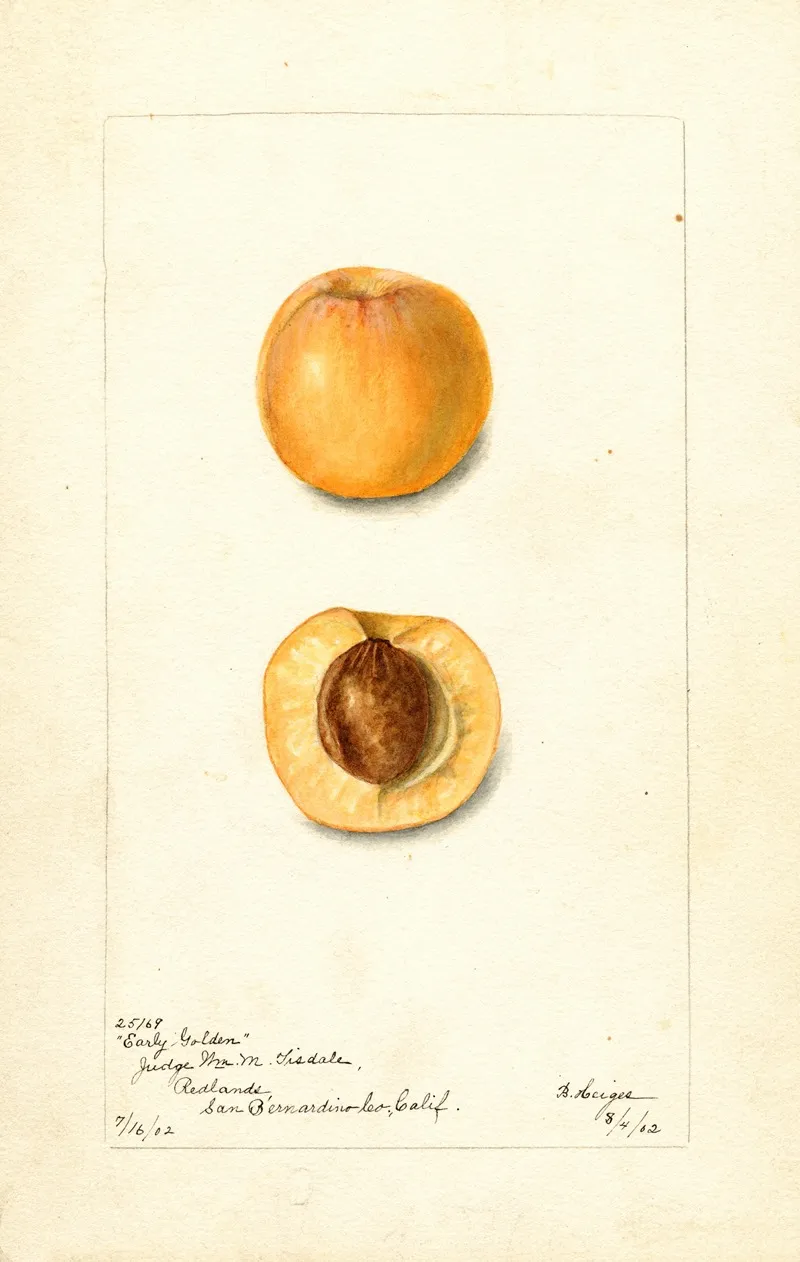 Prunus Mume Early Golden Wall Art by Bertha Heiges - High-Resolution Digital Print
