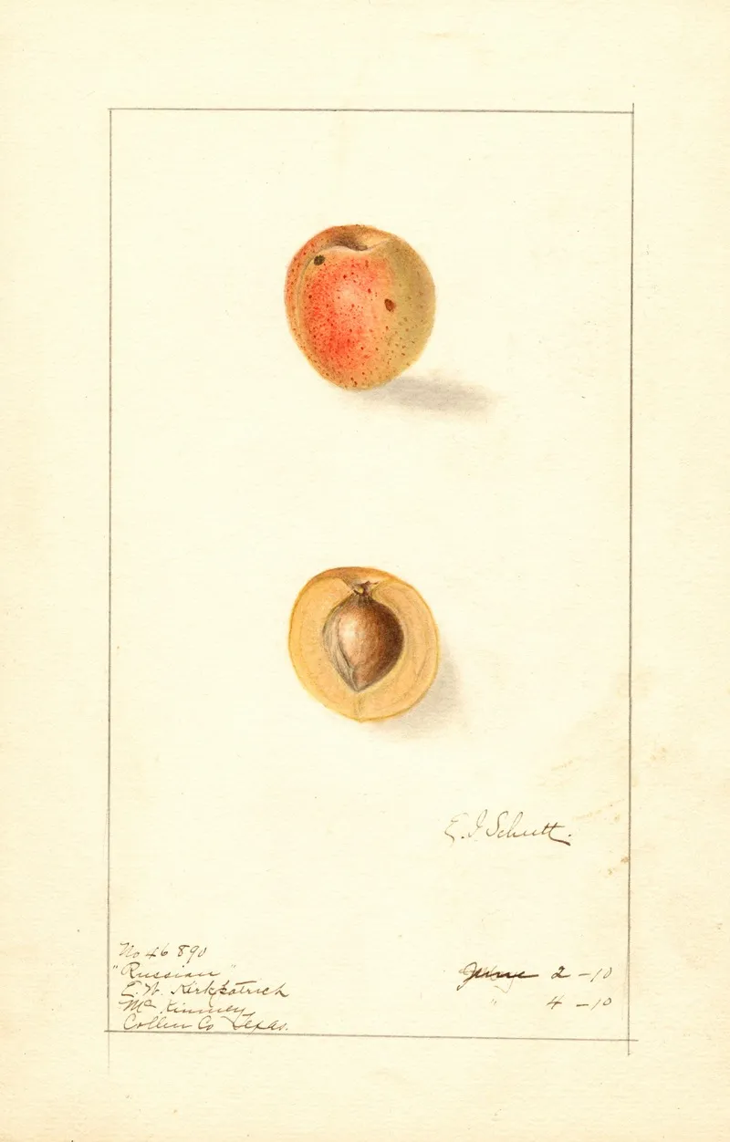 Prunus Mume Russian Wall Art by Ellen Isham Schutt - High-Resolution Digital Print