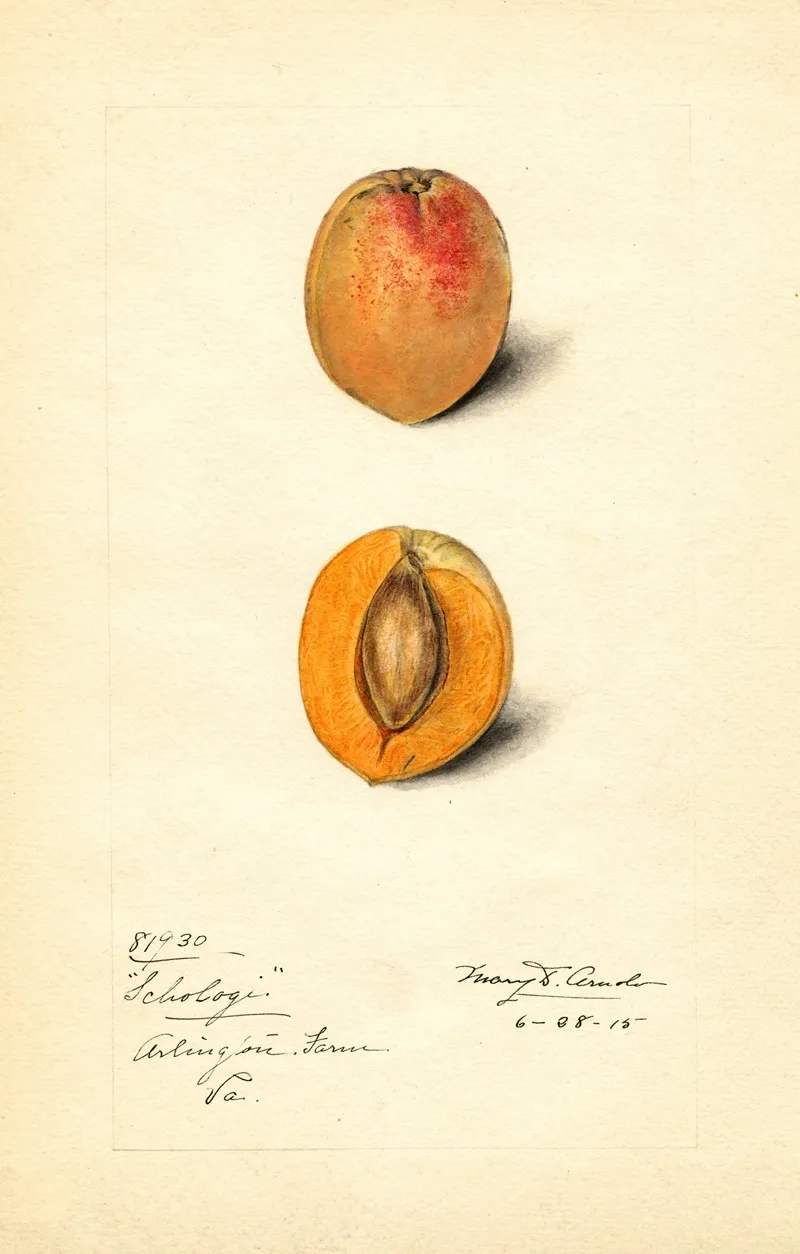 Prunus Mume Schologi Wall Art by Mary Daisy Arnold - High-Resolution Digital Print