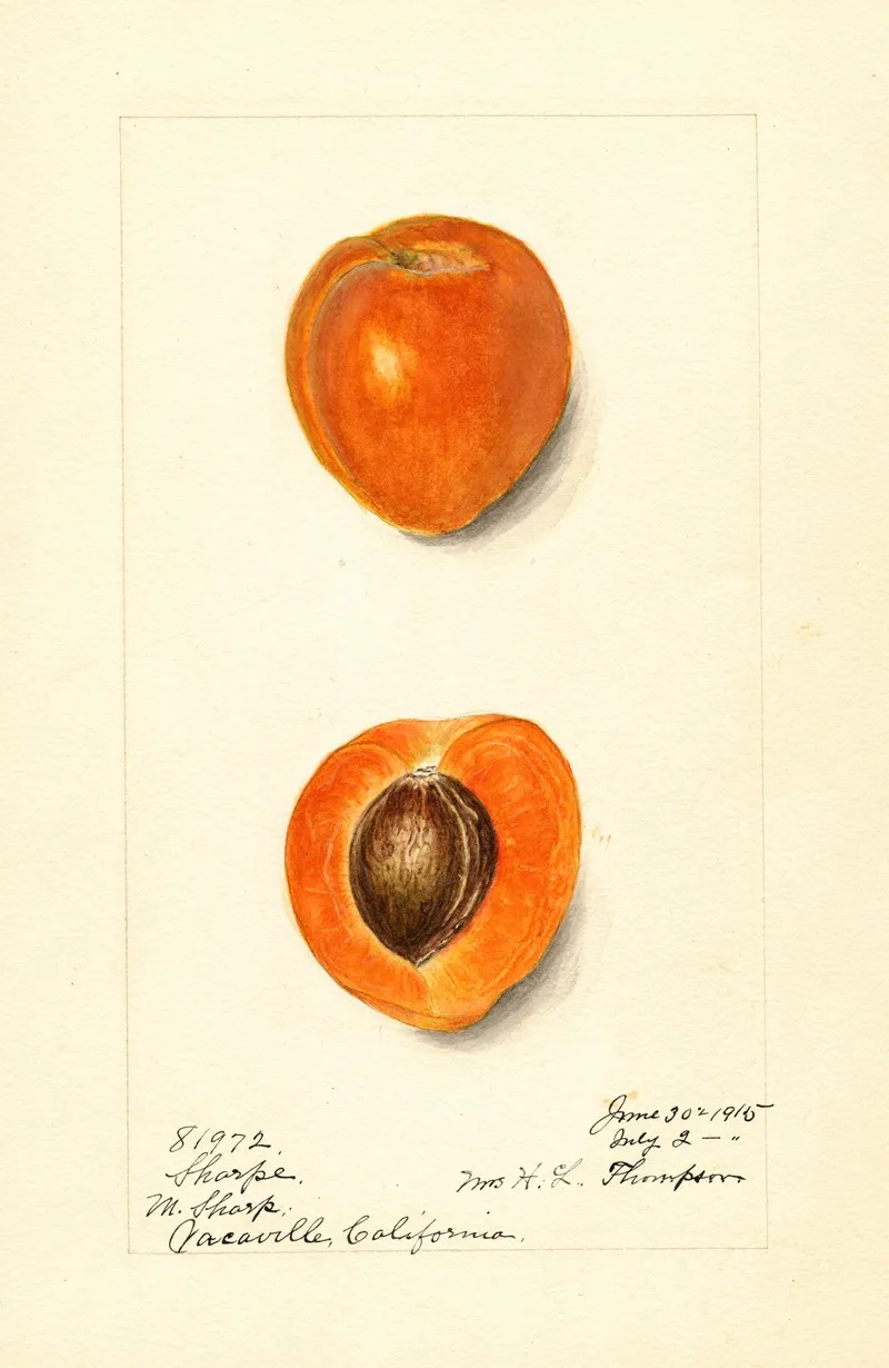 Prunus Mume Sharpe 2 Wall Art by Harriet L. Thompson - High-Resolution Digital Print