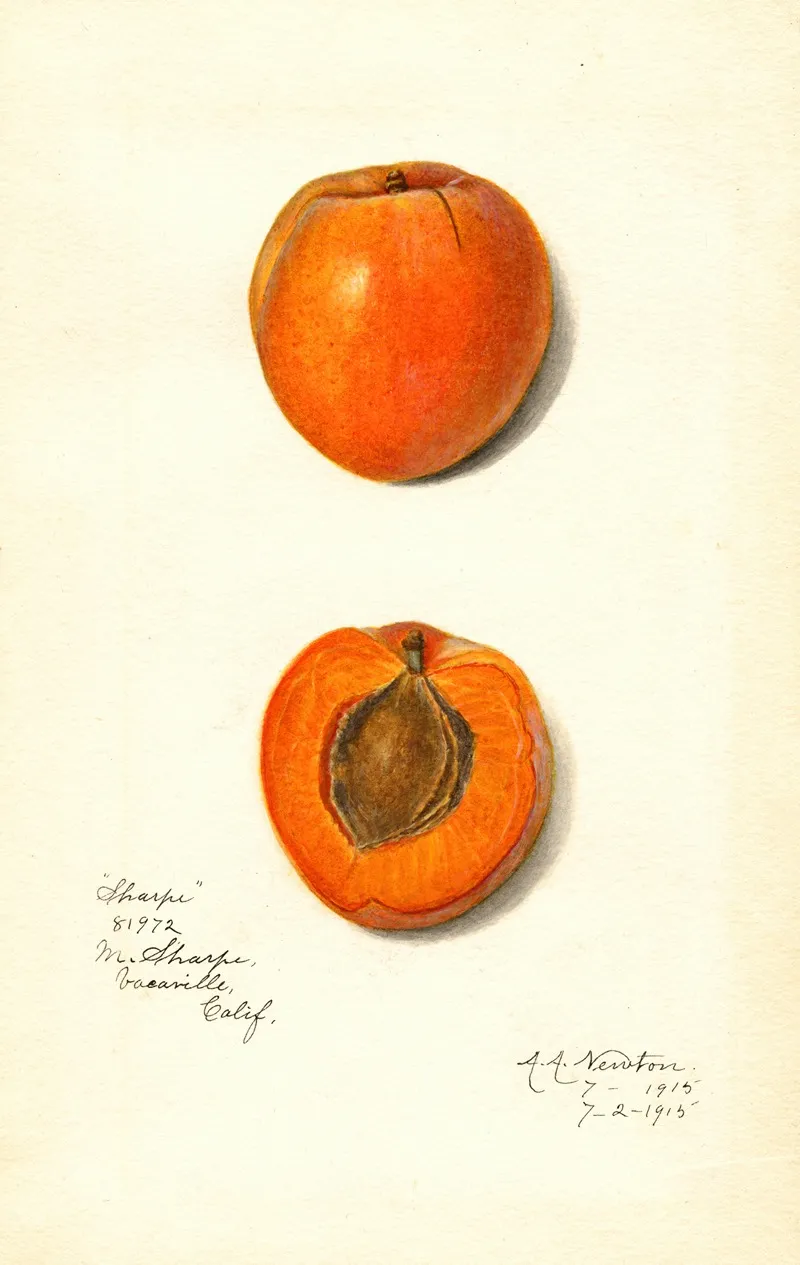 Prunus Mume Sharpe Wall Art by Amanda Almira Newton - High-Resolution Digital Print